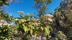Viburnum tinus