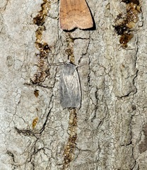 Lithophane antennata