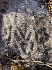 Hystrix africaeaustralis