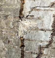 Lithophane disposita