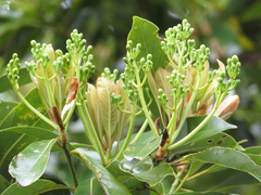 Machilus thunbergii