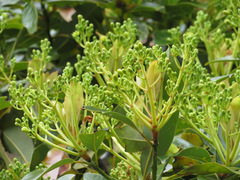 Machilus thunbergii