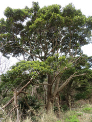 Machilus thunbergii