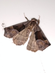 Hypena palparia