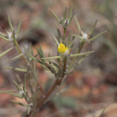 Portulaca filifolia