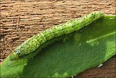 Australothis rubrescens