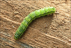 Australothis rubrescens