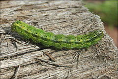 Australothis rubrescens