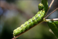 Australothis rubrescens