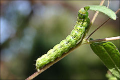 Australothis rubrescens