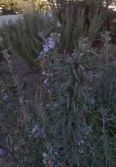 Salvia rosmarinus