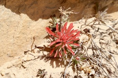 Castilleja scabrida