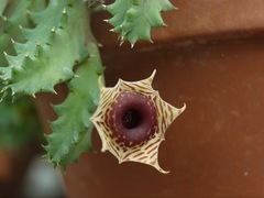 Huernia zebrina
