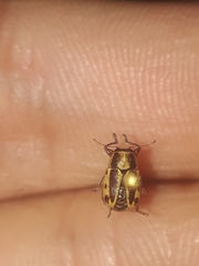 Pachybrachis bivittatus