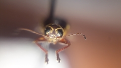 Pachybrachis bivittatus