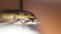 Pachybrachis bivittatus