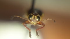 Pachybrachis bivittatus