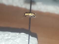 Pachybrachis bivittatus