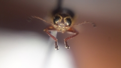 Pachybrachis bivittatus