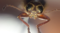 Pachybrachis bivittatus