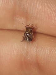 Pachybrachis bivittatus