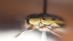Pachybrachis bivittatus