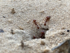Pogonomyrmex comanche