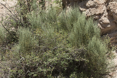 Ephedra equisetina