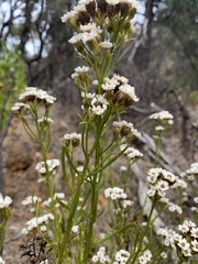 Ixodia achillaeoides