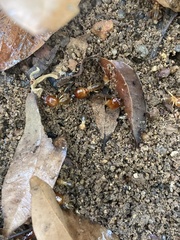 Macrotermes bellicosus