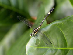 Austrogomphus prasinus
