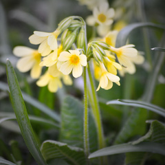 Primula