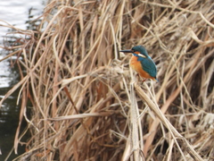 Alcedo atthis