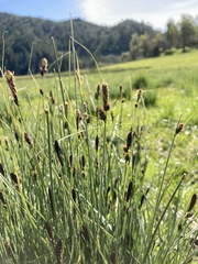 Carex serratodens