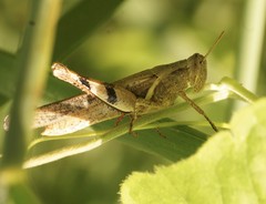Stenocatantops angustifrons