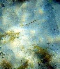 Stigmatopora nigra