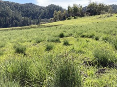 Carex serratodens