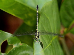 Austrogomphus prasinus