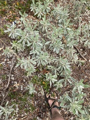 Lupinus westianus