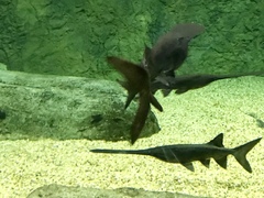 Polyodon spathula