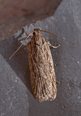 Depressaria daucella