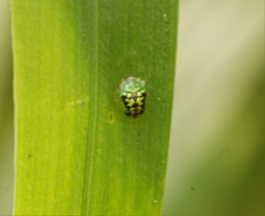 Cassida diomma