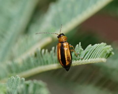 Monolepta subsuturalis
