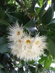 Syzygium taiwanicum