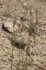 Aegilops triuncialis