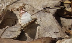 Heliopetes laviana