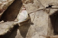 Heliopetes laviana