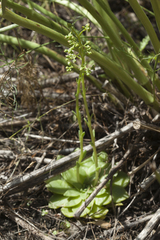 Rosularia glabra