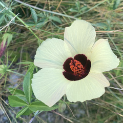 Hibiscus caesius
