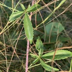 Hibiscus caesius